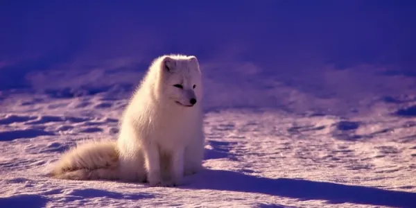 Svalbard Kuzey Işıkları Turu