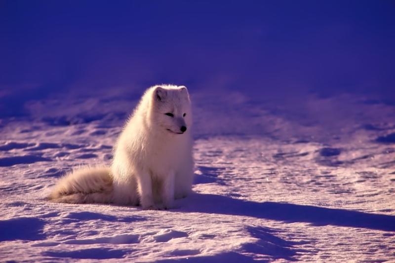 Svalbard Kuzey Işıkları Turu