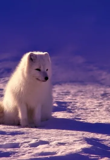 Svalbard Kuzey Işıkları Turu