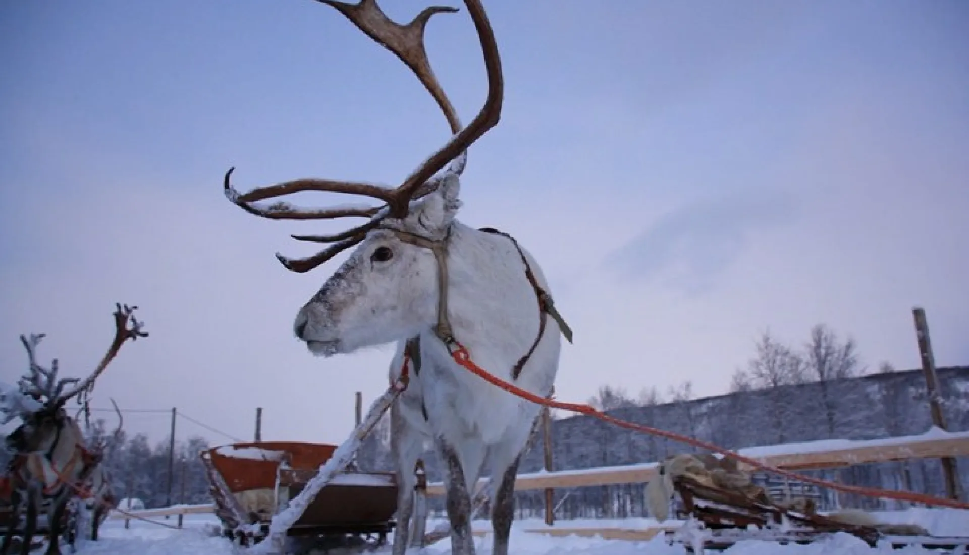 Svalbard Kuzey Işıkları Turu