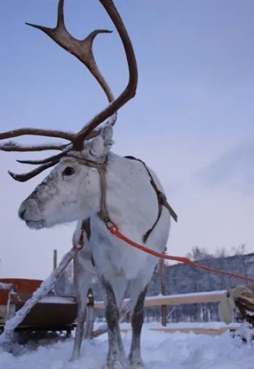 Svalbard Kuzey Işıkları Turu