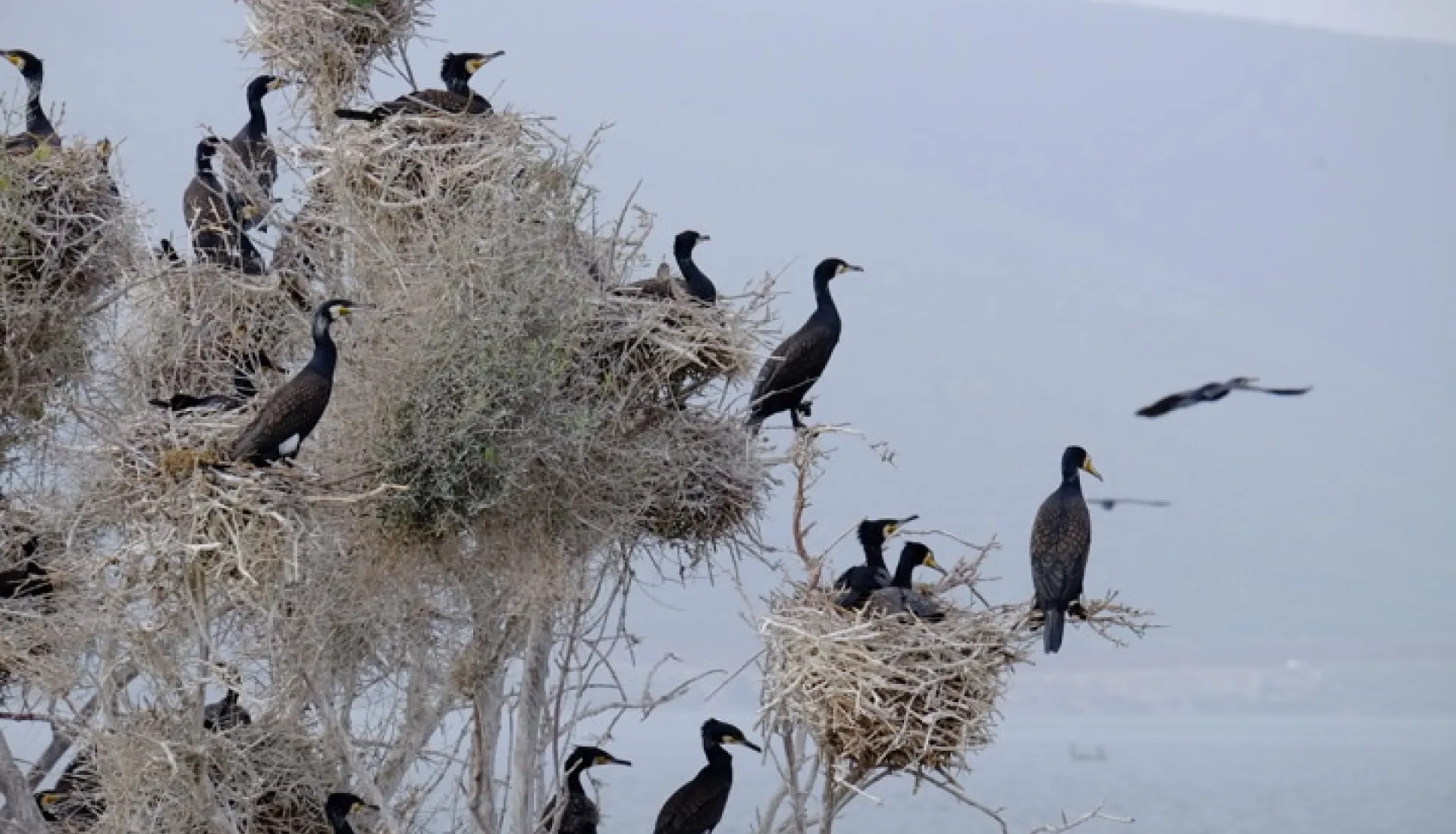 Bafa Lake Latmos Herakleia