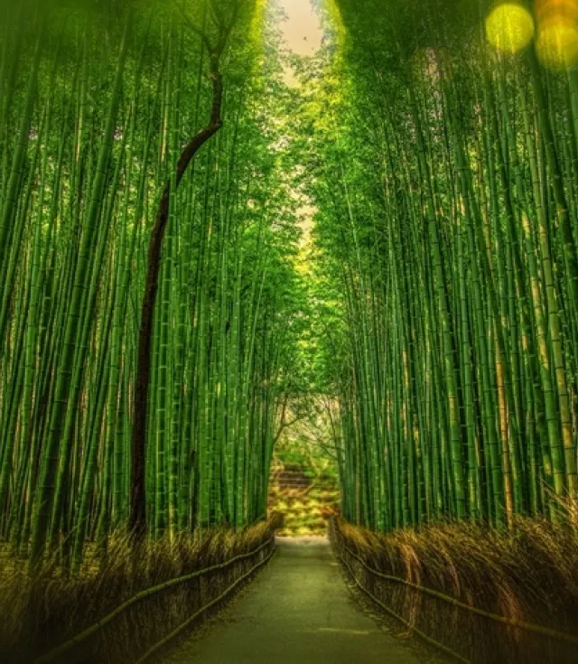 日本ツアー：東京、京都、富士山への旅