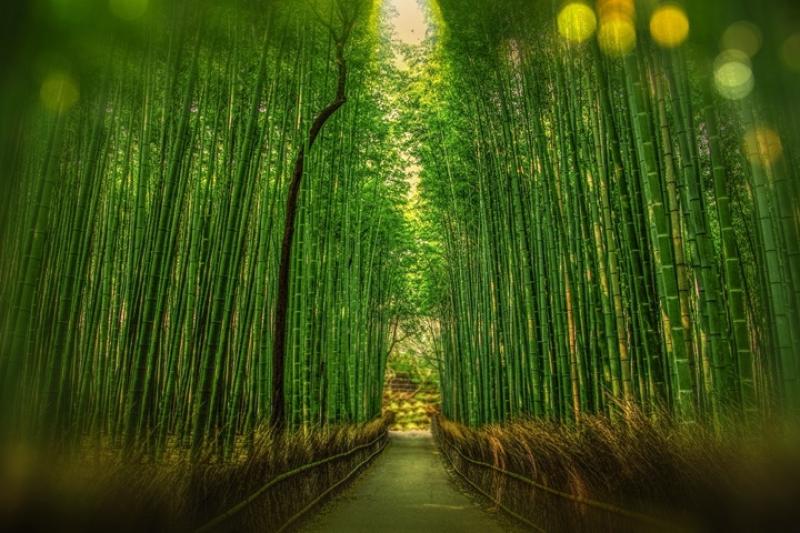 Japonya Turu: Tokyo, Kyoto ve Fuji Dağı'na Yolculuk