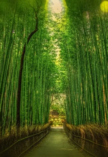 日本ツアー：東京、京都、富士山への旅