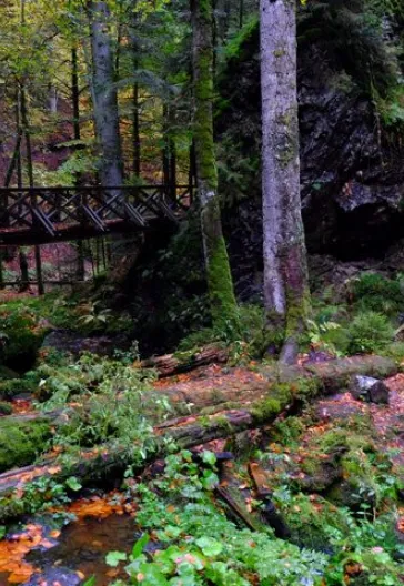 Alsace and the Black Forest