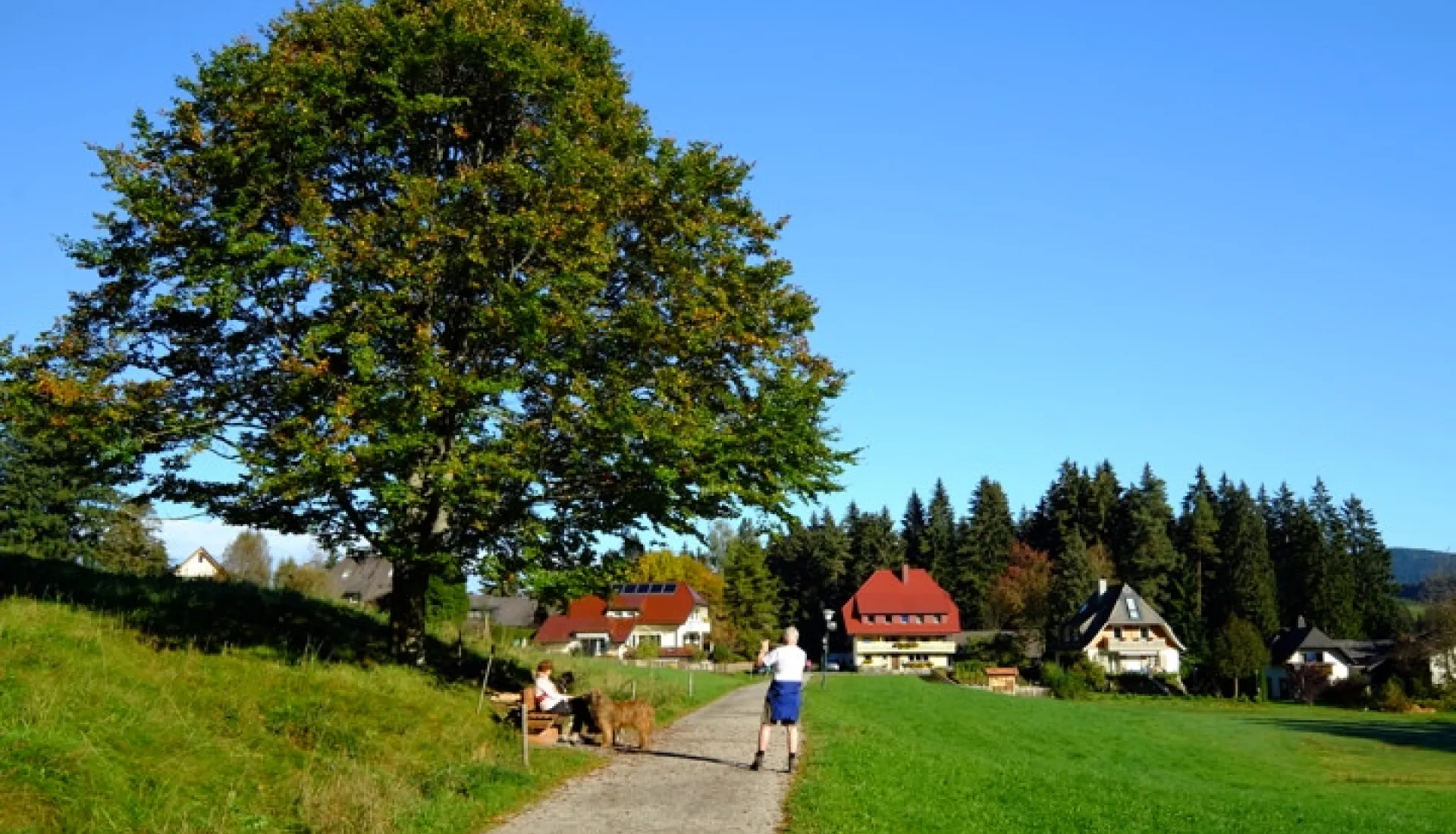 Alsace Ve Karaorman