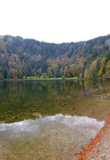 Alsace and the Black Forest