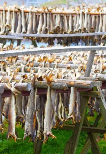 Kuzeyin Rüya Adaları 3: Norveç Lofoten Adaları Turu