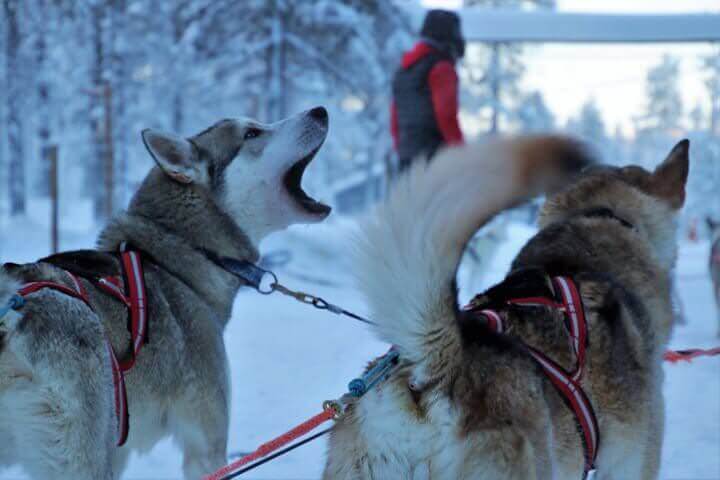 finlandiya-lapland-turu-17