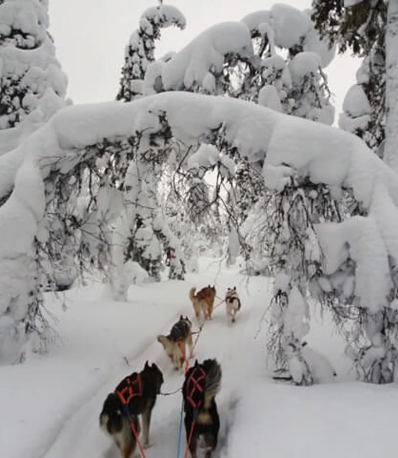 İsveç - Lapland Ve Kuzey Işıkları (Igloo Konaklamalı)