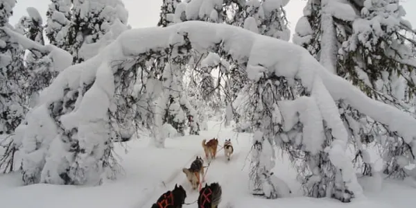 İsveç - Lapland Ve Kuzey Işıkları (Igloo Konaklamalı)