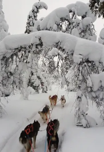 İsveç - Lapland Ve Kuzey Işıkları (Igloo Konaklamalı)