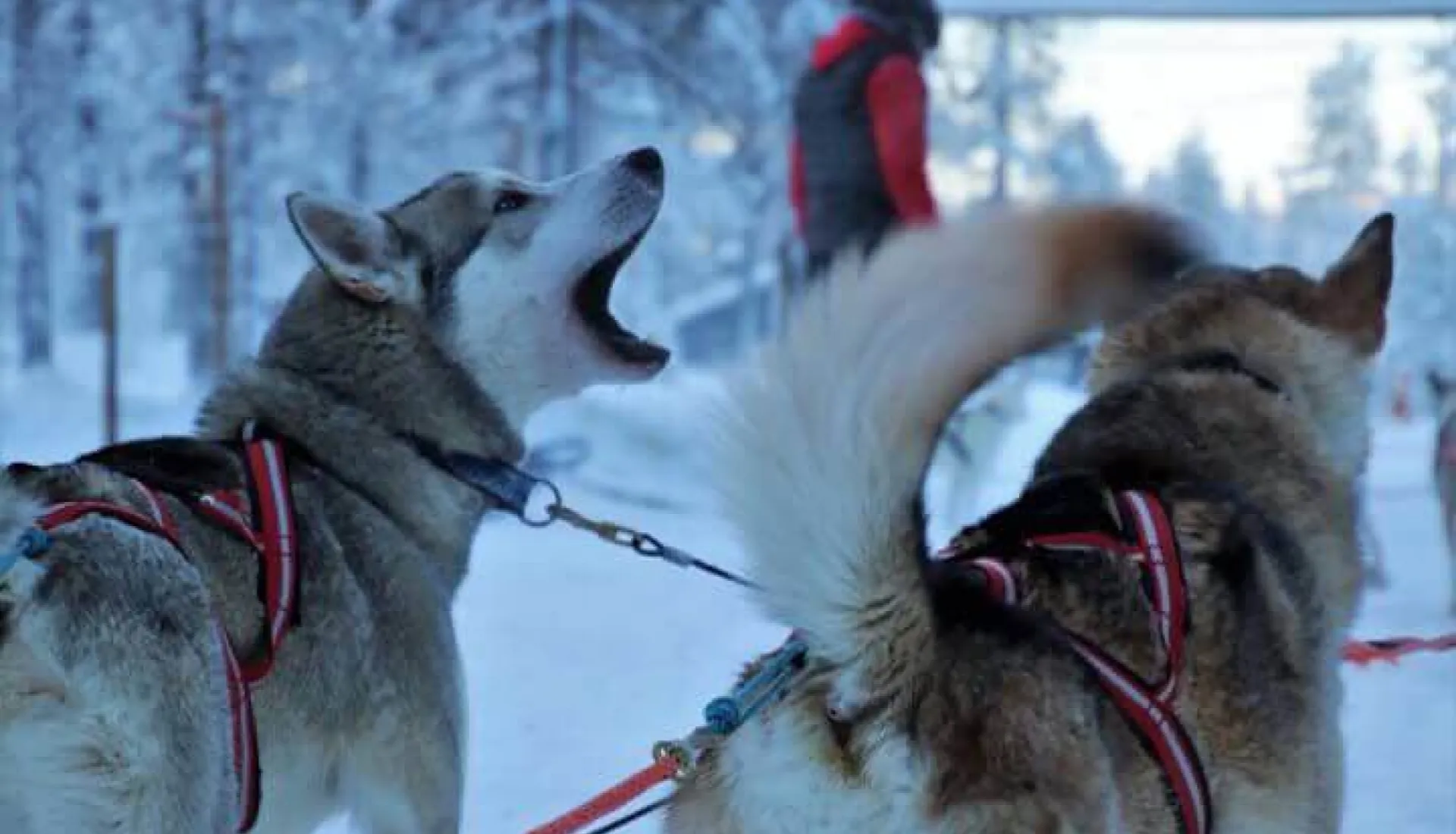 İsveç - Lapland Ve Kuzey Işıkları (Igloo Konaklamalı)