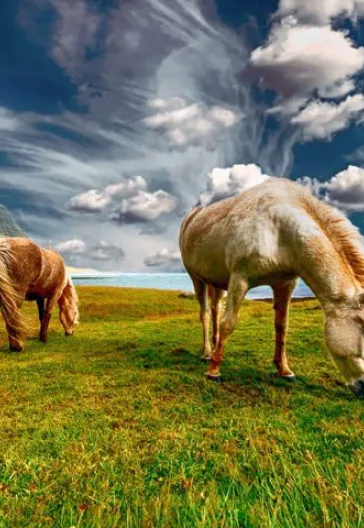 Greenland & Iceland Tour