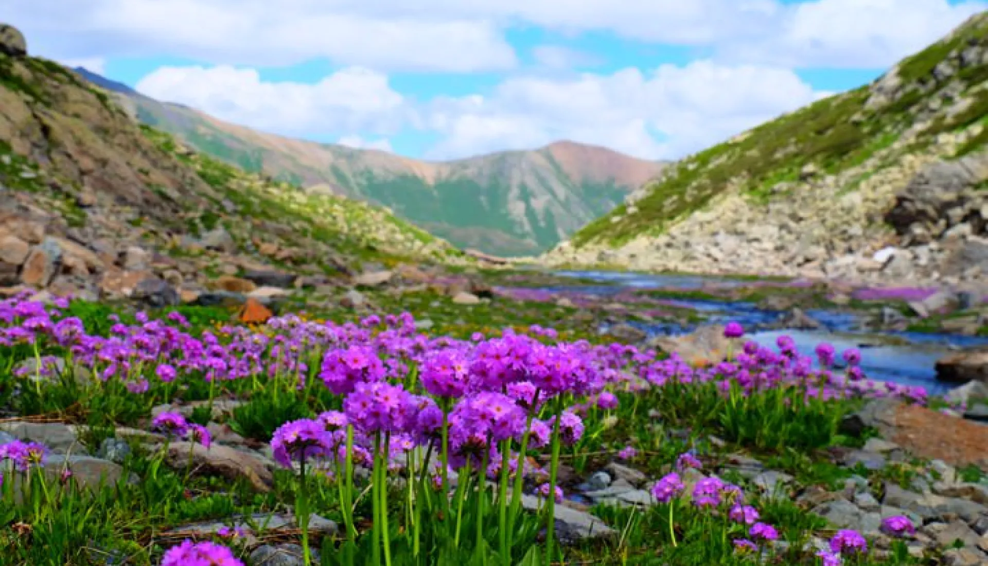 Trans Yayla Turu