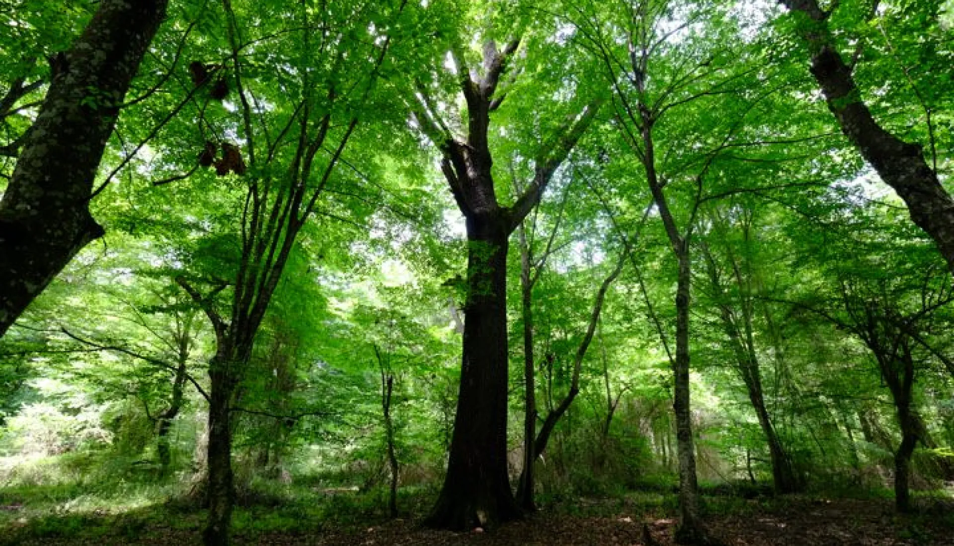 İğneada Çadır Kampı
