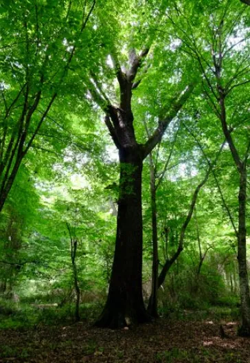 İğneada Çadır Kampı