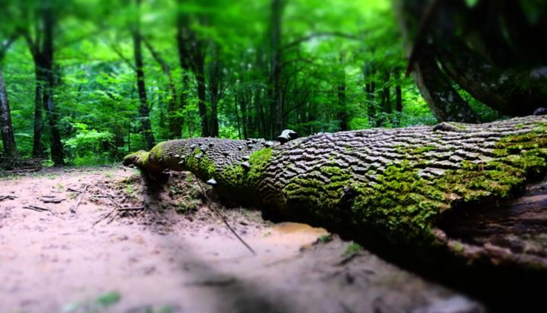 İğneada Çadır Kampı