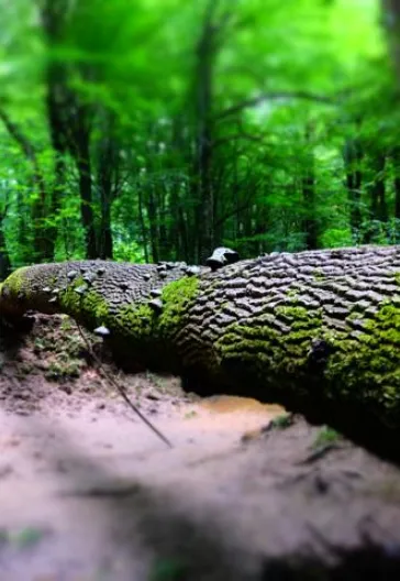 İğneada Çadır Kampı