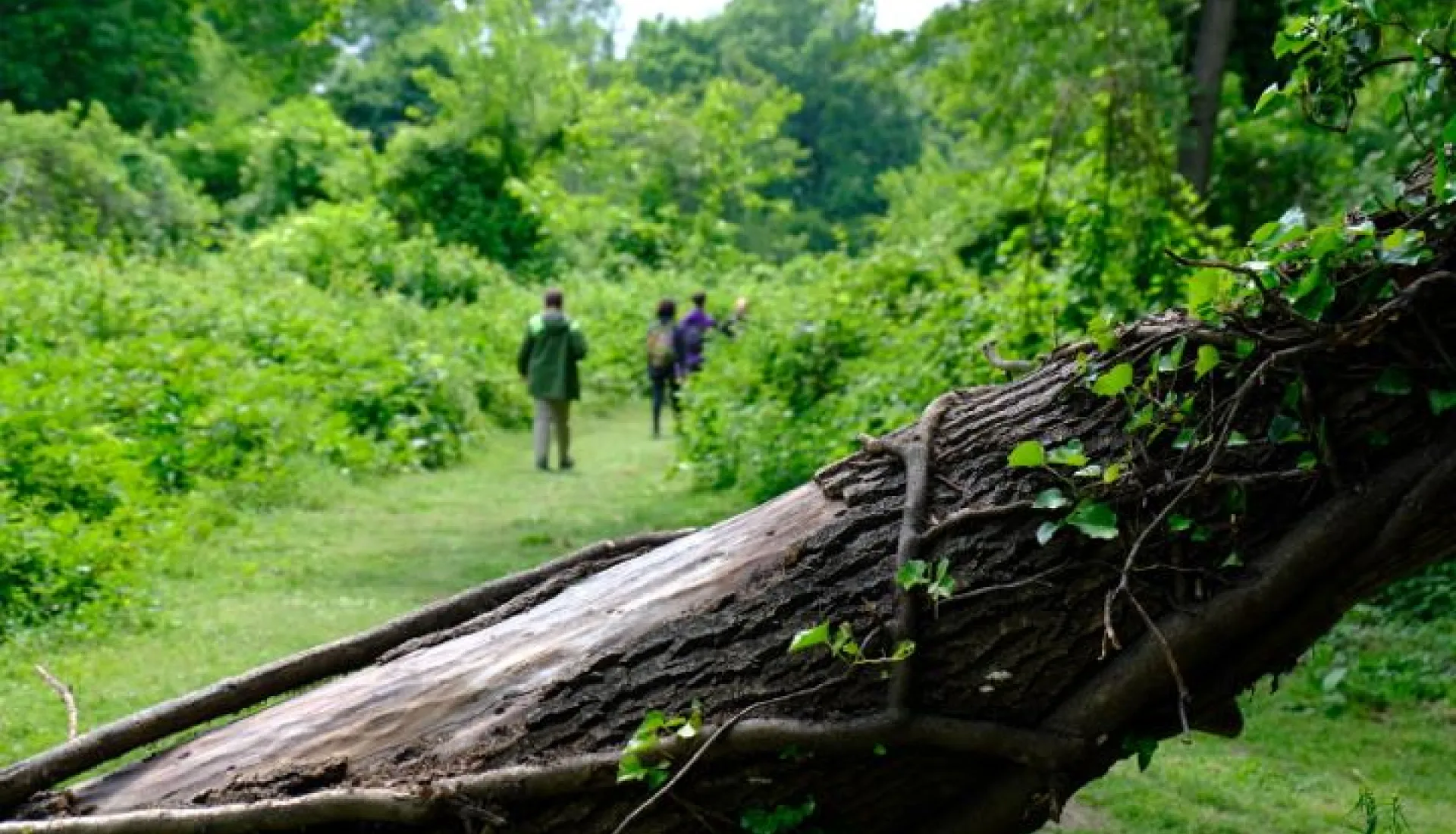 İğneada Çadır Kampı
