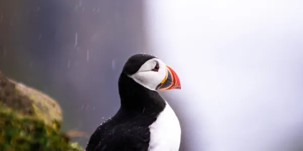 Kuzeyin Rüya Adaları 1: Faroe Adaları Turu