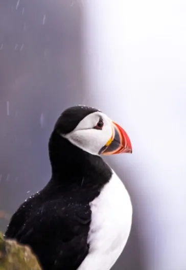 Kuzeyin Rüya Adaları 1: Faroe Adaları Turu