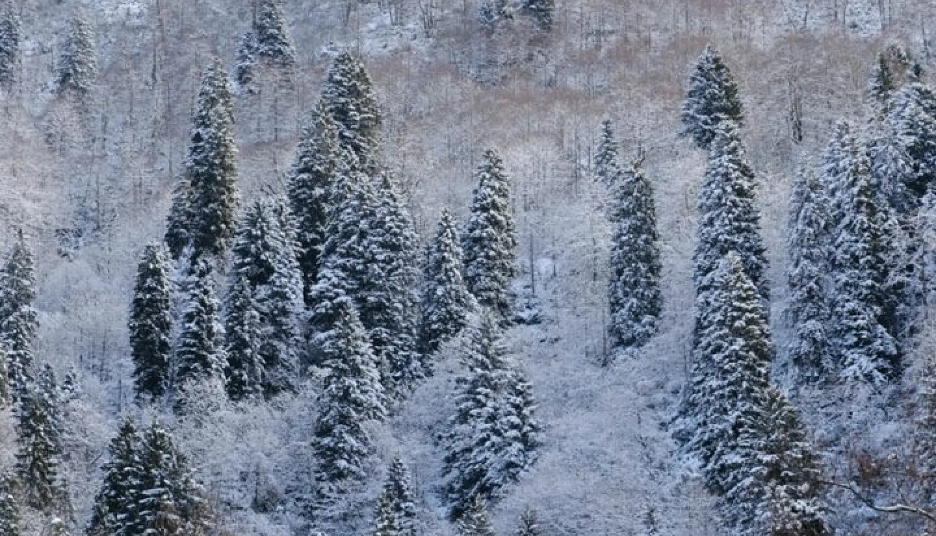 Новогодний тур «Всё включено» по Восточному Черноморью