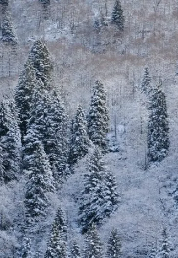 Новогодний тур «Всё включено» по Восточному Черноморью