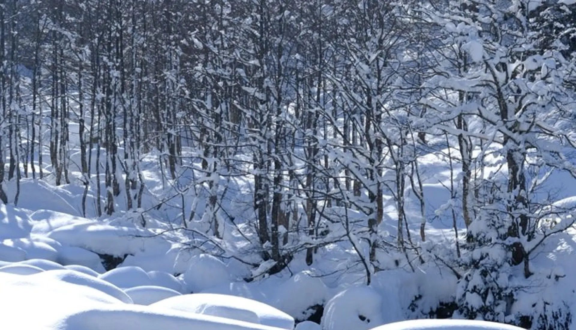 Новогодний тур «Всё включено» по Восточному Черноморью