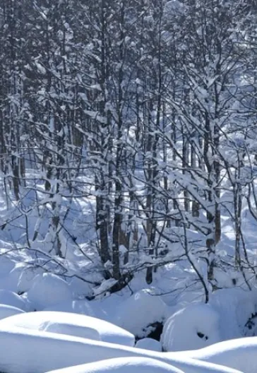 Новогодний тур «Всё включено» по Восточному Черноморью