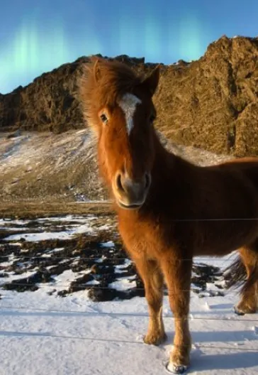 飛行機で行くアイスランド北極光ツアー（4泊5日）