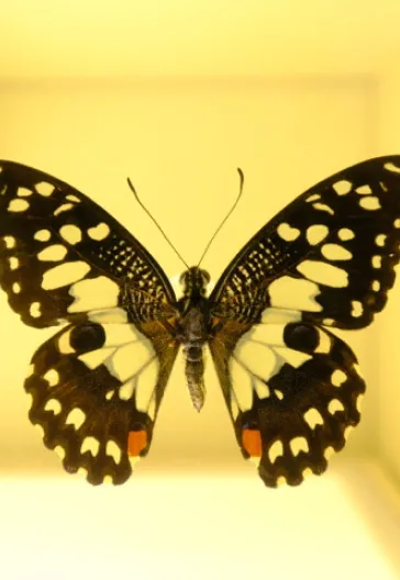 Konya Çatalhöyük Sille Turu