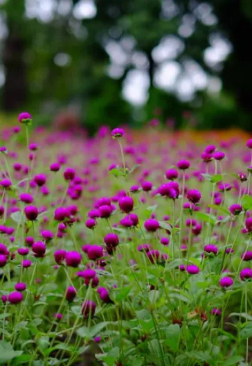 Tüm Doğu Karadeniz ve Gürcistan Turu