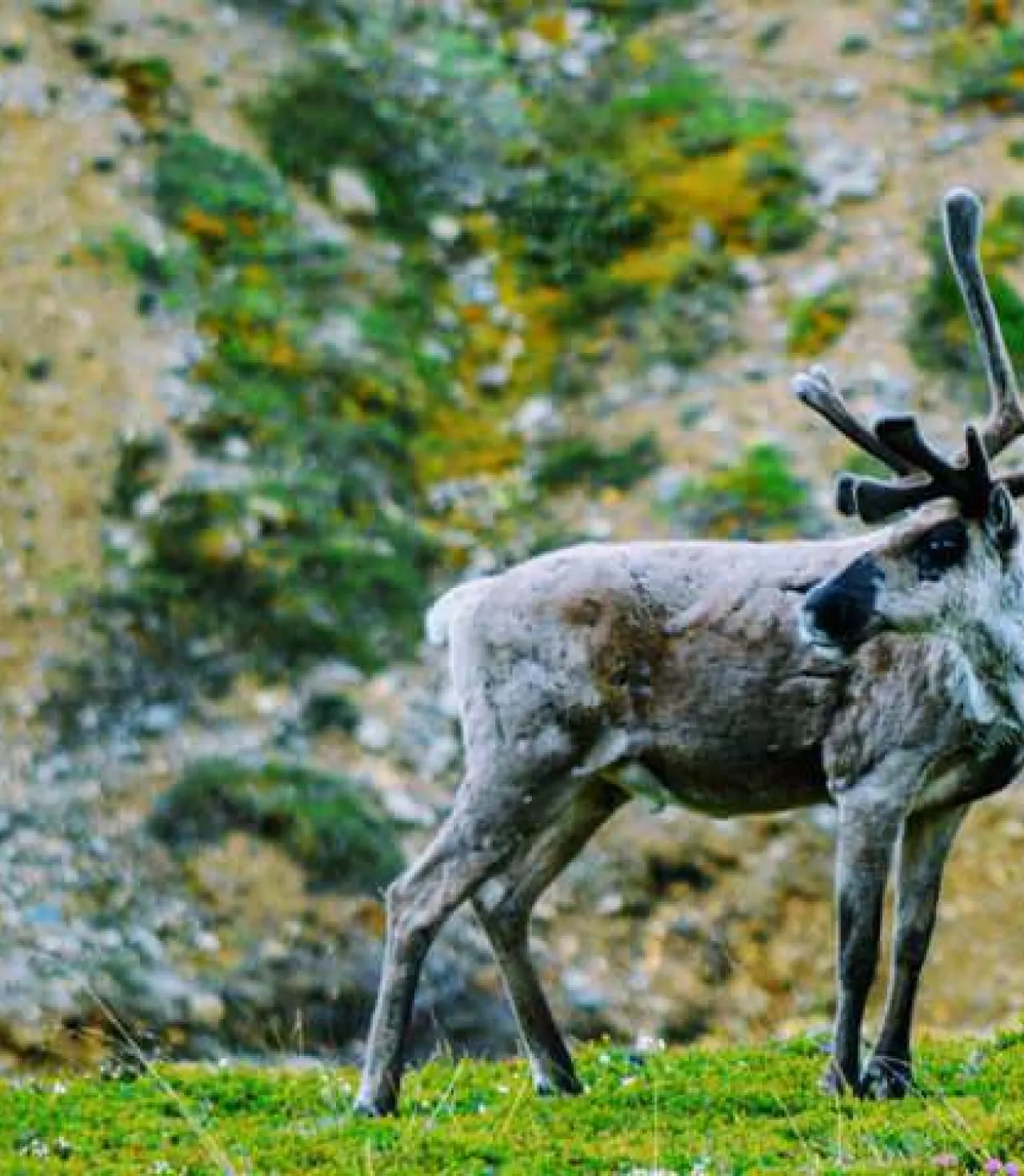 Alaska Cruıse & Denalı Milli Parkı