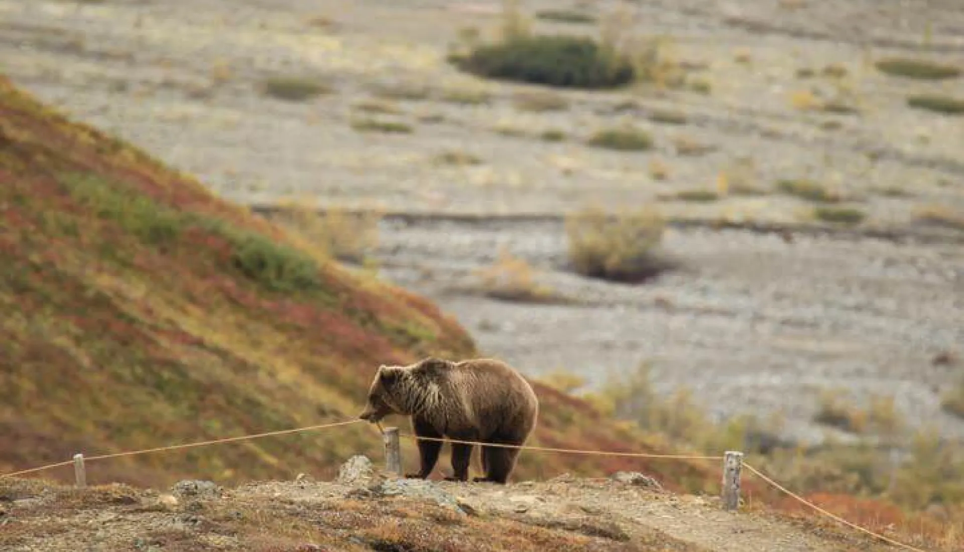 Alaska Cruıse & Denalı Milli Parkı