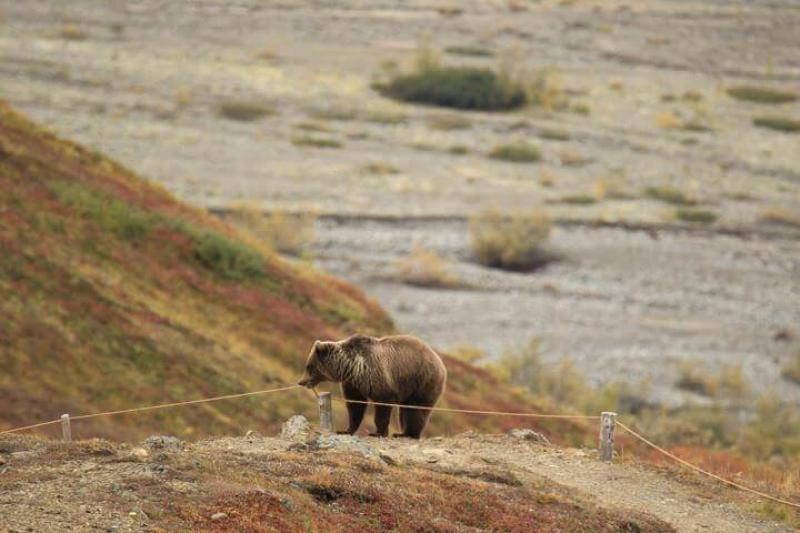 Denali Wilderness Lodge
