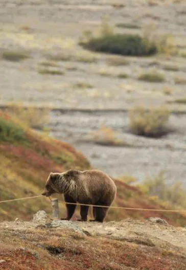 Croisière en Alaska et Parc national de Denali