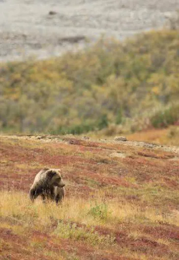 Croisière en Alaska et Parc national de Denali
