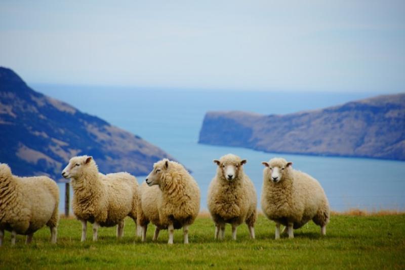 Omarama, Lindis Geçidi, Kawarau Boğazı, Queenstown, Şehir Turu