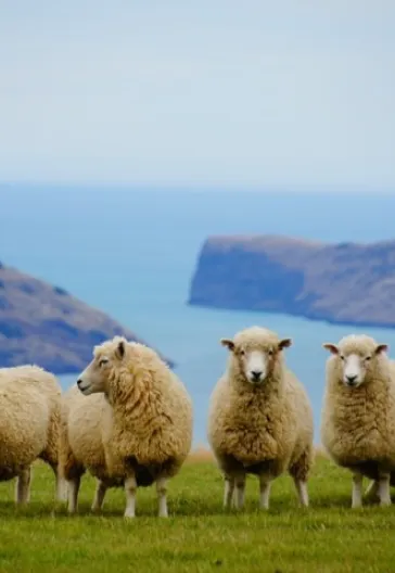 Yeni Zelanda