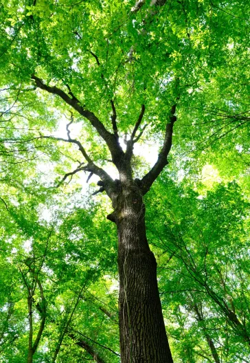 Trakya Gırnata Turu