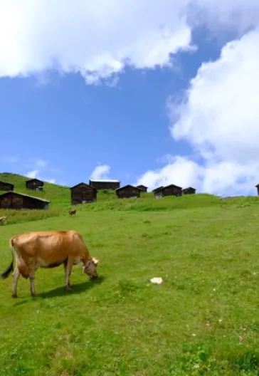 Tüm Doğu Karadeniz ve Gürcistan Turu