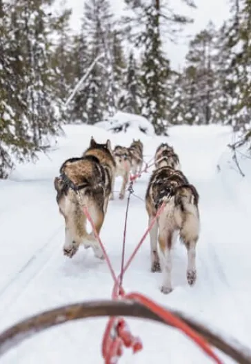 Финляндия – тур по Лапландии и северным сияниям