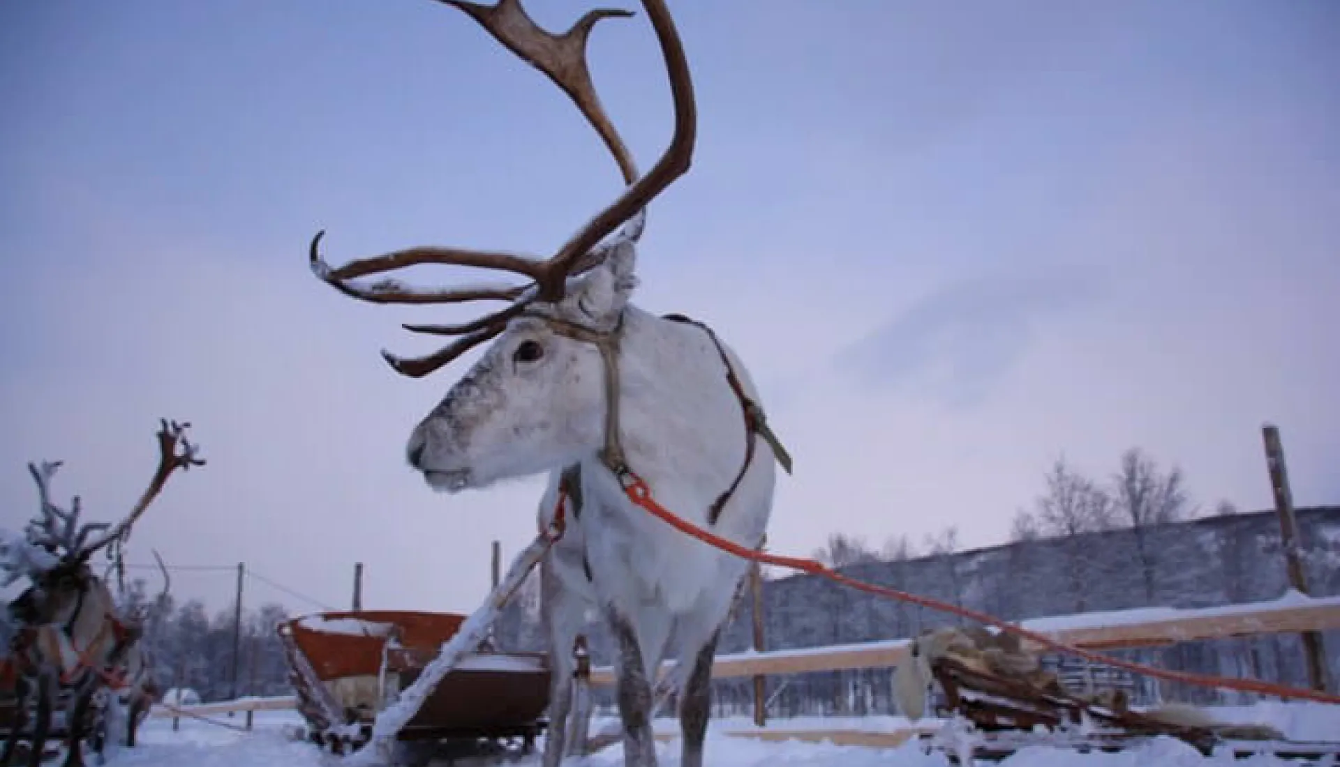 Finlandiya - Lapland Kuzey Işıkları Turu