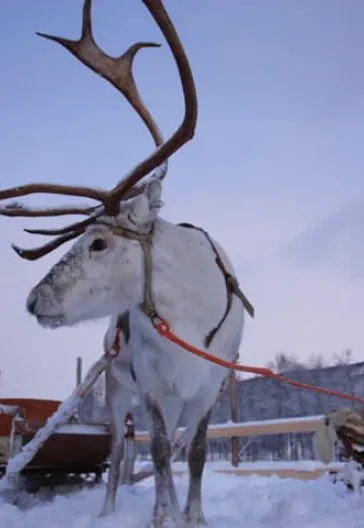 Финляндия – тур по Лапландии и северным сияниям