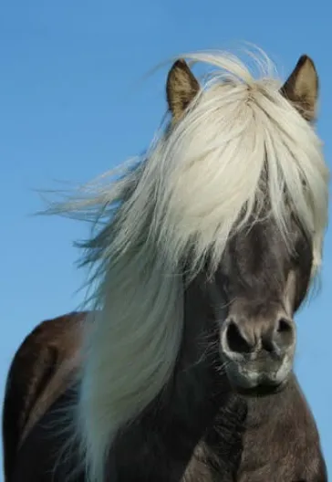 Авиа-тур по всей Исландии: Северное сияние (6 ночей, 7 дней)