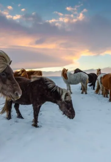 Авиа-тур по всей Исландии: Северное сияние (6 ночей, 7 дней)