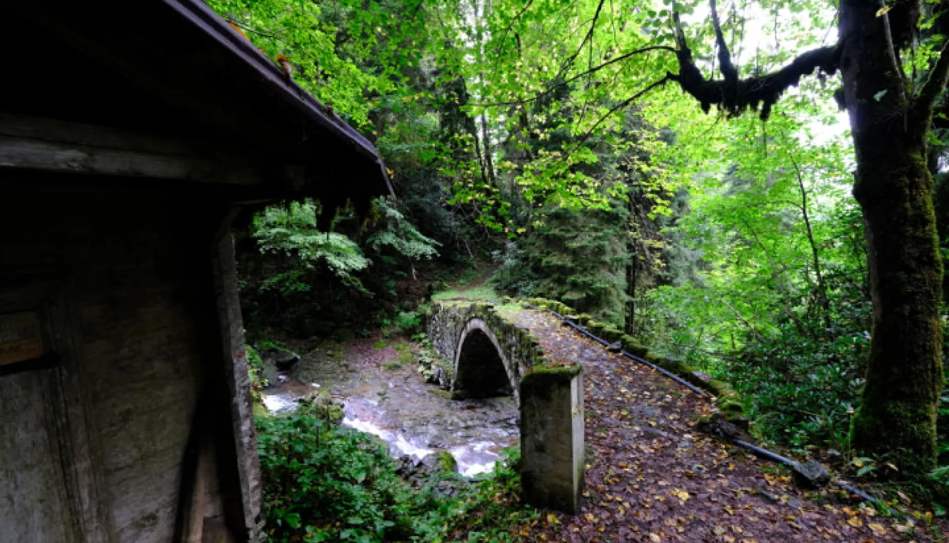 Doğu Karadeniz Yaylaları
