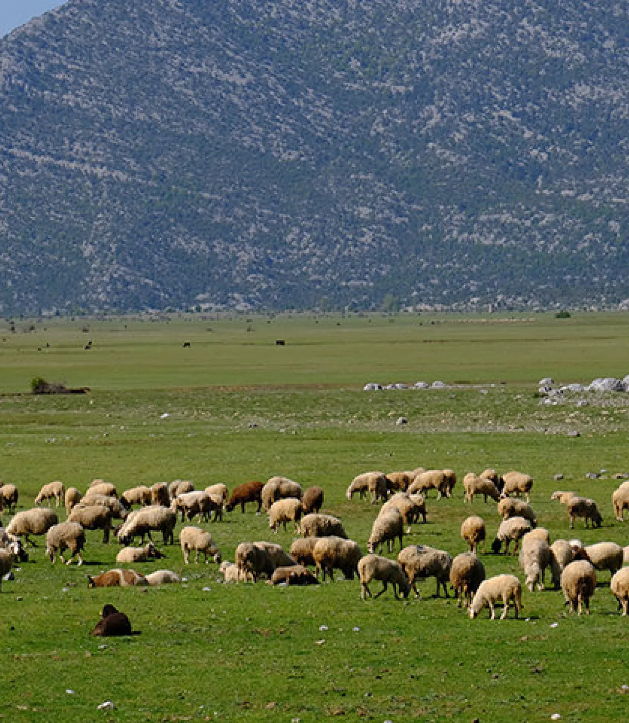 Ormana Düğmeli Evler Turu